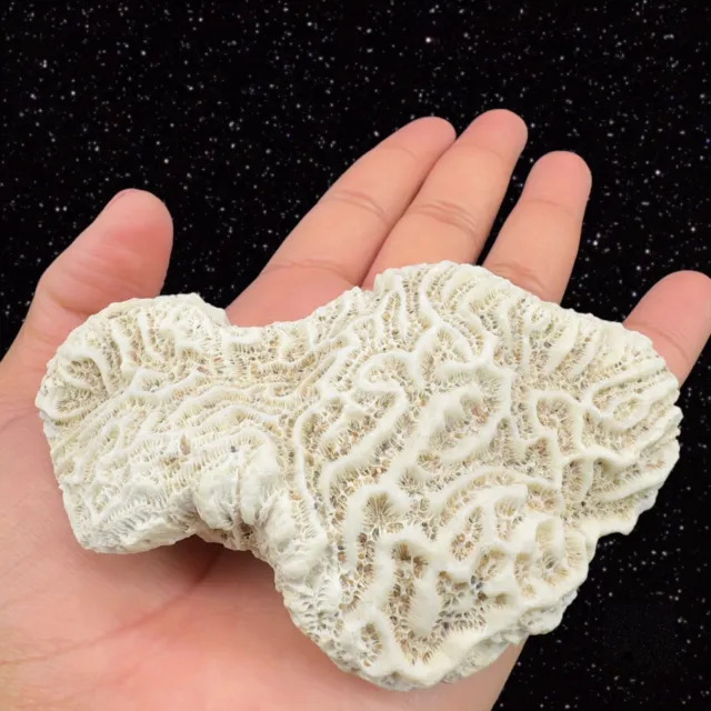 Real Natural Brain Coral found in Jamaica AQUARIUM Decorative White Figure 4"W
