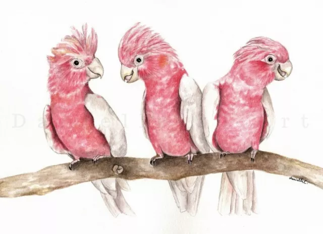 Watercolour Galah Print Australian bird art bird prints nursery artwork pink