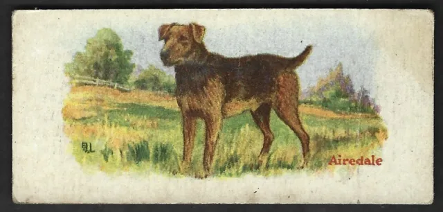 1930 AIREDALE TERRIER Dog Card COWAN’S Chocolate V13 Cowan DOGS #18
