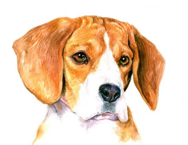 artav Beagle 02 Dog Art Print From Watercolor Painting