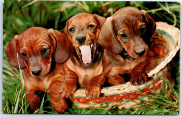 Dachshunds - Greetings from Deer Cove Lodge Center - Ossipee, New Hampshire