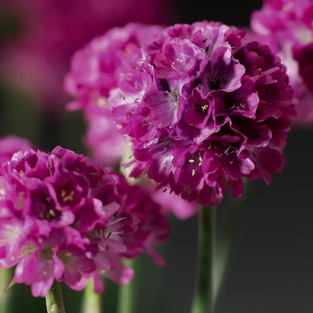 Armeria Morning Star Deep Rose  - 20 Seeds - New Release Seed!!! Rare!