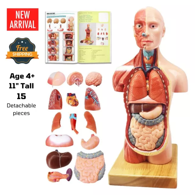 Human Torso Anatomy Model with Heart Head Skull Brain for Kid Medical Education