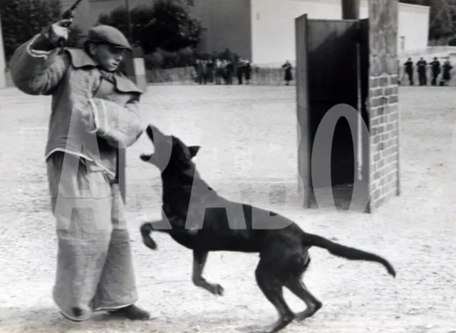 Foto vintage de archivio Francia, Campeonato De Perros, 1953 , impresión