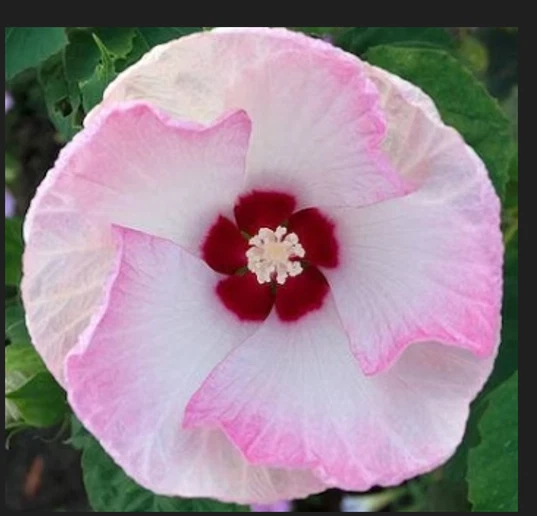 Luna PINK SWIRL Hardy HIBISCUS  10 Seeds