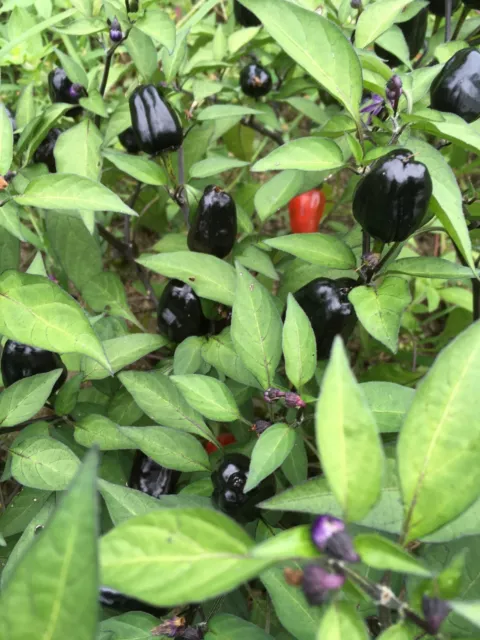 15 Rare Black Scorpion Tongue Chili Pepper Seeds - Very Hot - 2023 Premium Seeds