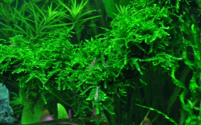 Vesicularia ferriei 'Weeping' - Portion Aquarium Pflanze Moos Tropica 003B 4