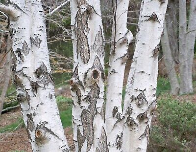 500+ semi Betula pendula Semillas Betulla Argentata Samen W 103 Grani 