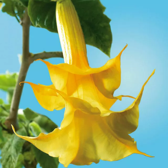 20 Datura Seeds Dwarf Brugmansia Angel Trumpet Bonsai Flower Fragrant Yellow