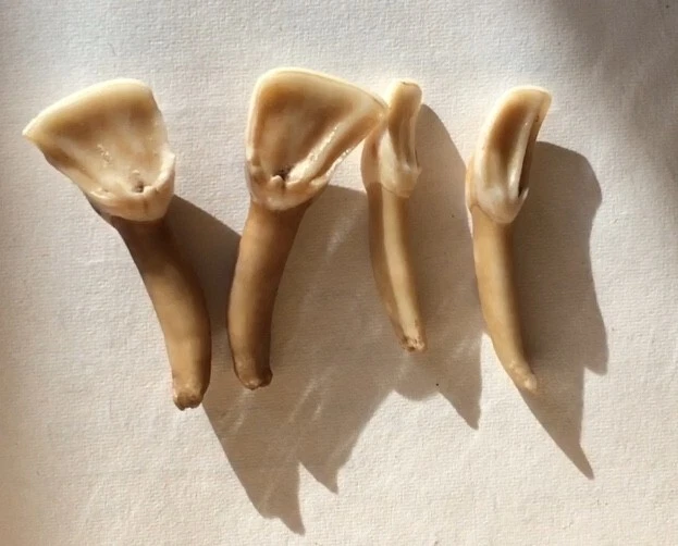Dents D'incisives De Cerf Naturelles - 3 à 4 Cm, Origine France, Neuves
