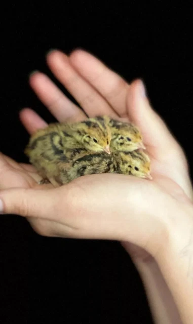 JUMBO PHARAOH COTURNIX Hatching Eggs And Jumbo Italian Quail Hatching