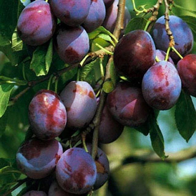 Zwetschenbaum Bühler Frühzwetsche Hochst. Wurzeln. StJuA