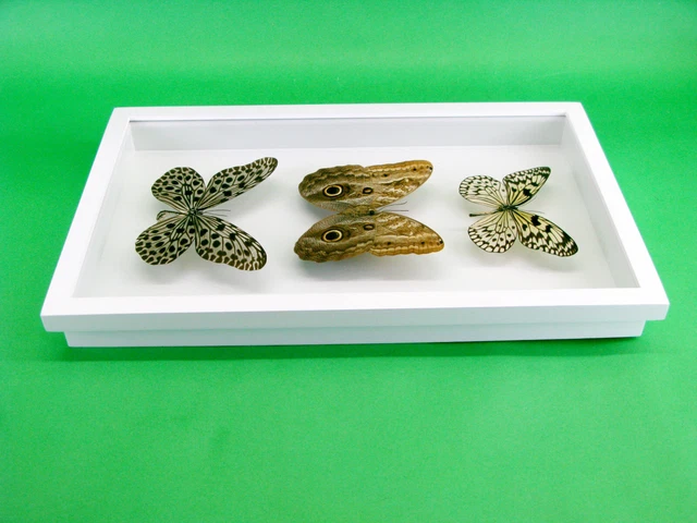 3 real beautiful and huge butterflies in the XXl showcase - single piece - 29 8