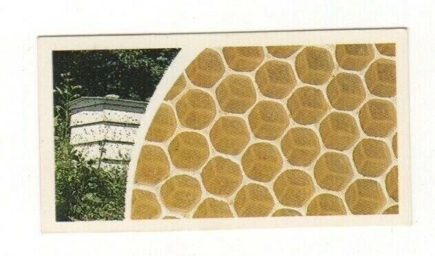 Brooke Bond Microscopic Images 1981 Honeycomb