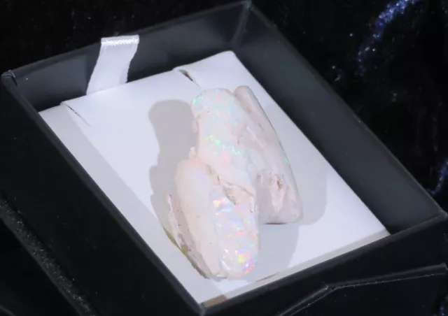 Solid White Opal  Shell Opalised, Australian Opal