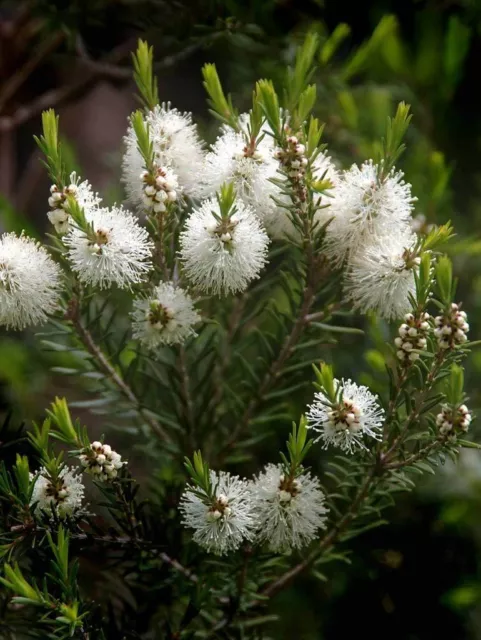 Huile essentielle de Tea Tree - Arbre à thé pure et naturelle 100 ml