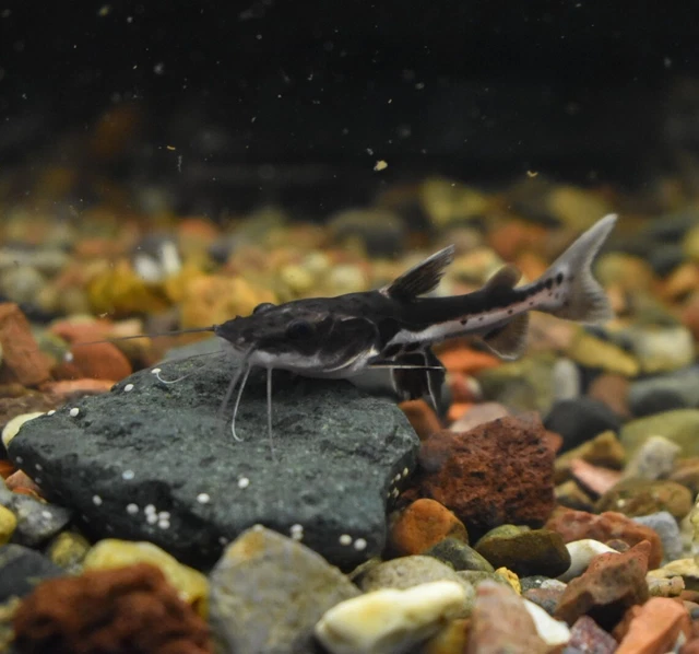 Live Redtail Shovelnose Hybrid Catfish (2" Aquarium Fish) *PLS READ DESCR* 2