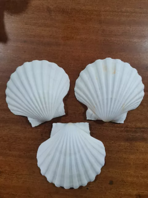 3x Large Natural Scallop Shells From North of Scotland 11cm+ (Cup Side)