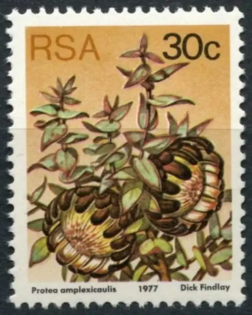 South Africa 1977-82 SG#427a 30c Proteas, Plants Definitive P14x13.5 MNH #E9019