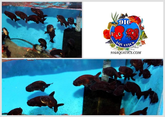 1.5 Inch Black Ranchu Live Goldfish 1 Piece Random