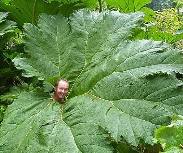 Gunnera manicata -  ruibarbo gigante - hojas enormes -  20 semillas seeds