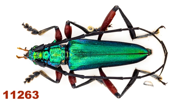 Cerambycidae: Callichromatini sp.  A1, 25 mm, Mounted, 1 pc