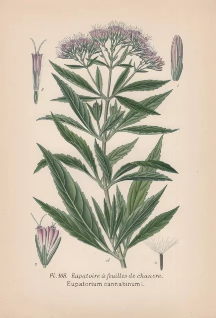 Wasserdost (Eupatorium cannabinum) Chromo-Lithographie von 1891 holy rope