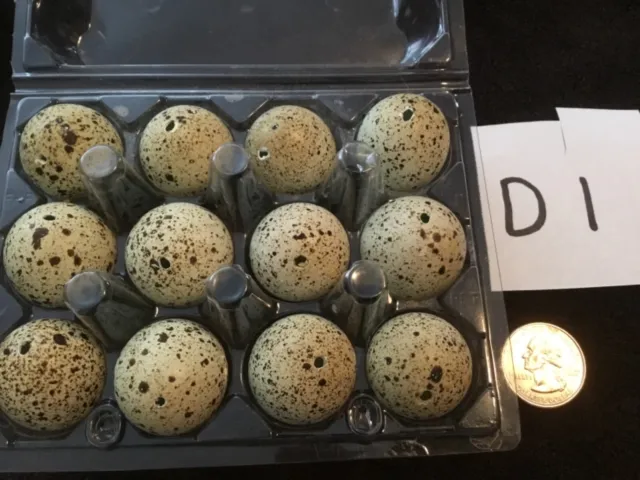 12 huevos de codorniz de color natural real soplados un agujero artesanías de Pascua D1