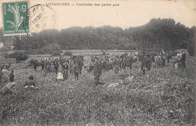 Cpa 95 Luzarches / Cueillette Des Petits Pois