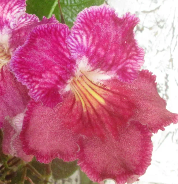 Streptocarpus Seeds (2023) : Choose from 18 Named Hyb. Cultivars : Cape Primrose