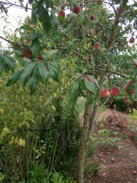 sehr frostharter Pfirsich, Pfirsichbaum Buschbaum / Stecklinge
