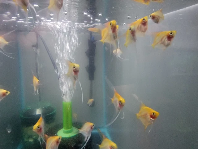 SUNSET Angelfish group of 6 - Read description