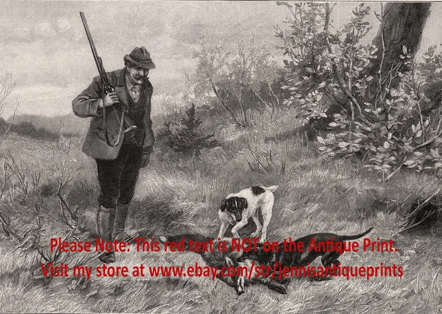 Dog Rat Terrier & Dachshund Dogs Hunting Retrieve Fox, 1890s Antique Print