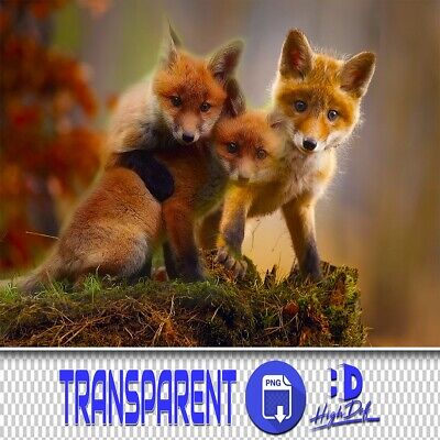 60 Fox Transparente Png Photoshop Superposiciones, Animales Aislados Archivos Png
