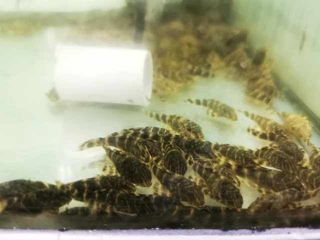 Clown Pleco L104