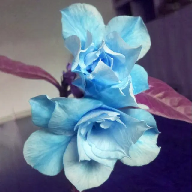 2 pièces graines Adenium ciel bleu pétale fleur 10 couches grandes fleurs...