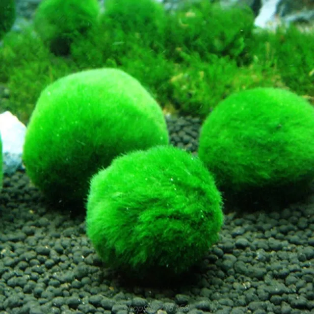 Artificial Marimo Moss Balls Aquarium Plant Algae Fish Shrimp Tank Ornament