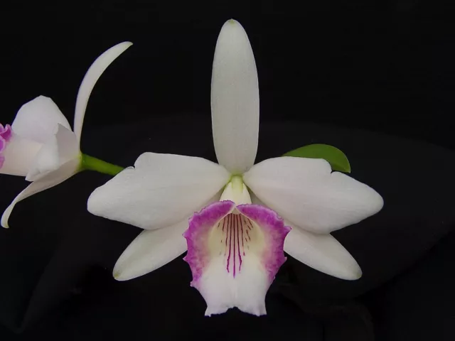 Laelia dayana SEMI-ALBA (blushed) orchid plant cattleya 'LIP SERVICE' X SELF