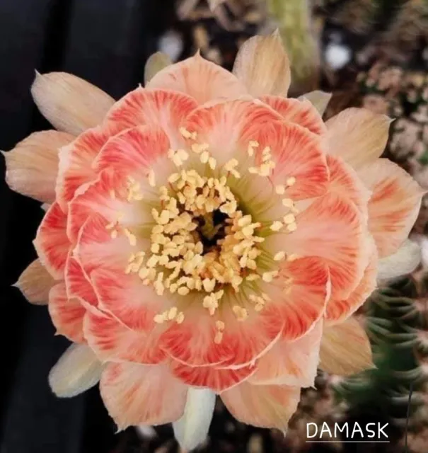 Tricho echinopsis lobivia " DAMASK" hybrid astrophytum ariocarpus rare 
