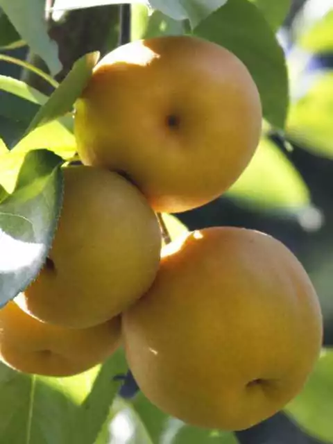 Alberi da frutto Nashi Pianta di Nashi Albero da Frutta NASHI PERO