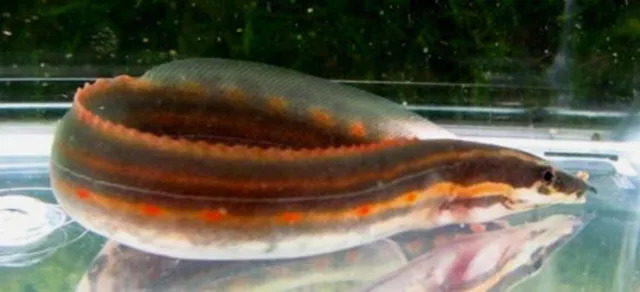 5" Fire Eeel Live Freshwater Aquarium Fish