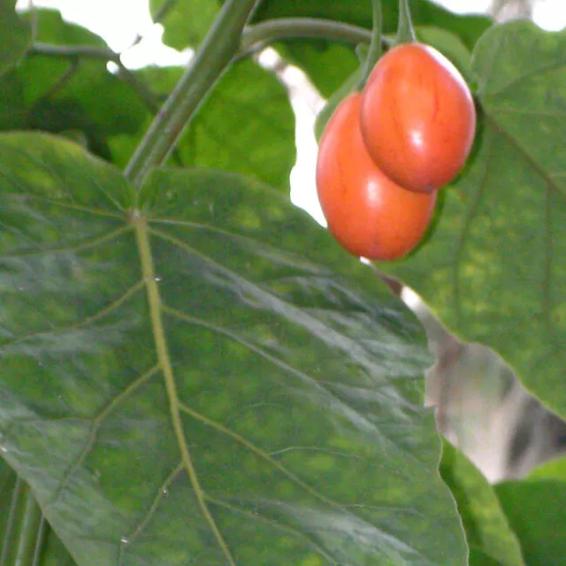 Cyphomandra Betacea - 20 Seeds - Tree Tomato Tamarillo Tropical Fruit