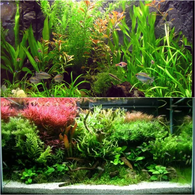 10pcs 1-2cm Marimo Moss Ball Cladophora Live Aquarium Plant Fish Tank  Shrimp *FREE SHIPPING - Pet Fish Plants