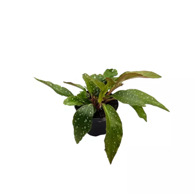 Begonia herbacea - Rare Begonia - Terrarium / House Plant