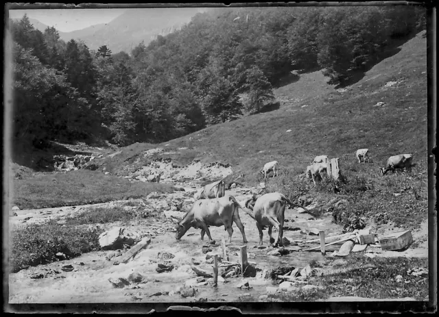 6x9cm River Mountain Luchon Cows Black & White Negative Photo Glass Plate