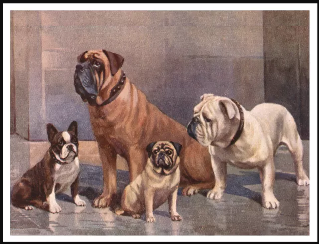 French & English Bulldog Mastiff And Pug Vintage Style Dog Art Print Poster