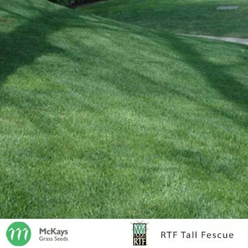 McKays RTF Tall Fescue Grass Seed - 5kg - Lawn Seed Free Postage