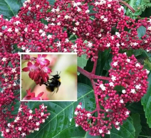 2 winterharte Bienenbäume schnellwüchsige exotische Pflanzen Deko für den Garten