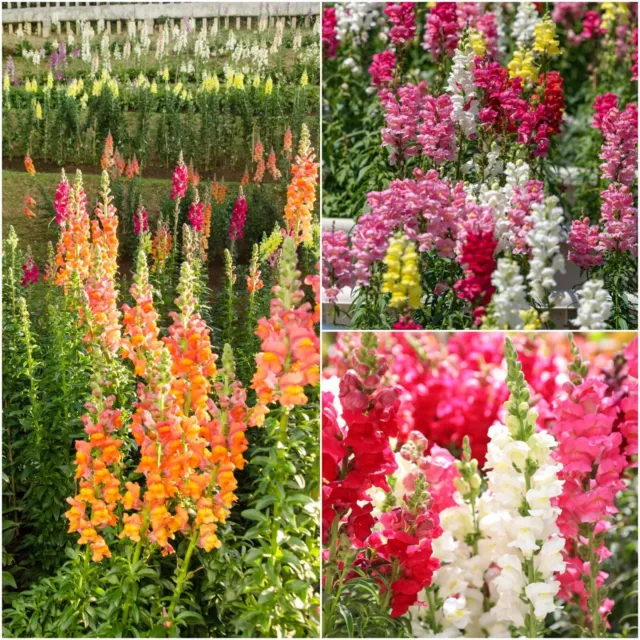 SNAPDRAGON TETRA MIXED 150+ Seeds flower garden border PERENNIAL cottage summer