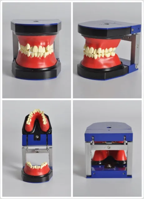 Dental typodont orthodontics model wax teeth training practice arch wire system